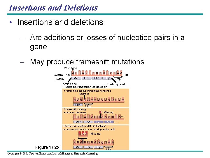 Insertions and Deletions • Insertions and deletions – Are additions or losses of nucleotide