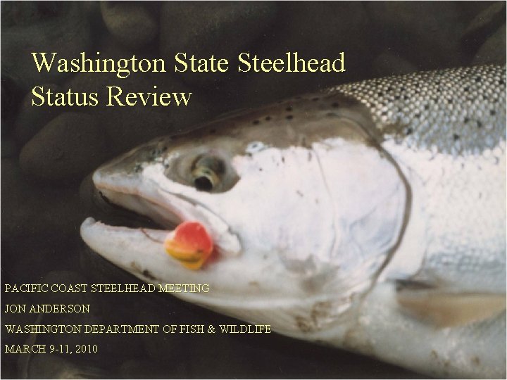 Washington State Steelhead Status Review PACIFIC COAST STEELHEAD MEETING JON ANDERSON WASHINGTON DEPARTMENT OF