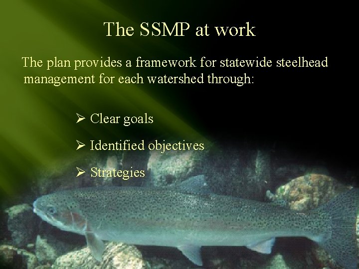 The SSMP at work The plan provides a framework for statewide steelhead management for