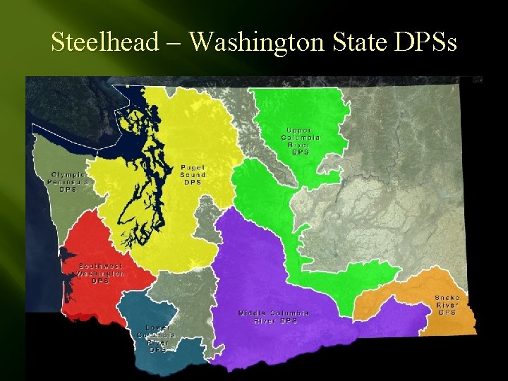 Steelhead – Washington State DPSs 