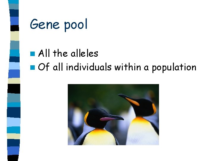 Gene pool n All the alleles n Of all individuals within a population 