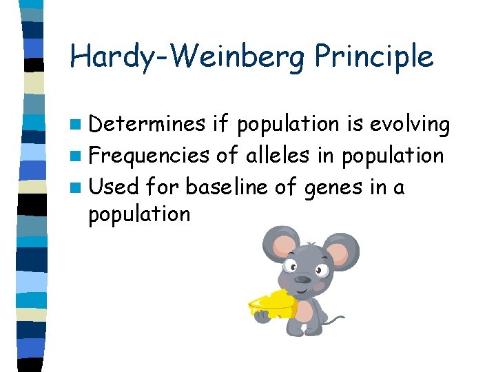 Hardy-Weinberg Principle n Determines if population is evolving n Frequencies of alleles in population