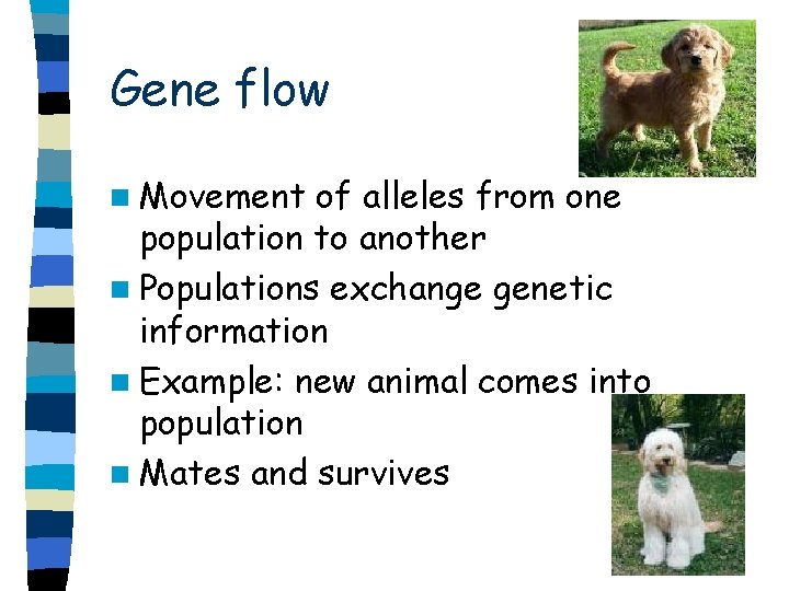 Gene flow n Movement of alleles from one population to another n Populations exchange