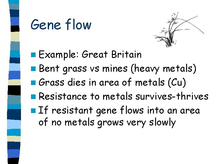 Gene flow n Example: Great Britain n Bent grass vs mines (heavy metals) n