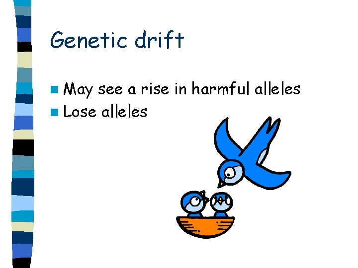 Genetic drift n May see a rise in harmful alleles n Lose alleles 