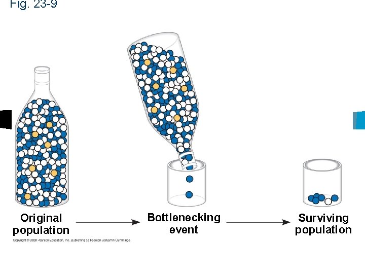 Fig. 23 -9 Original population Bottlenecking event Surviving population 