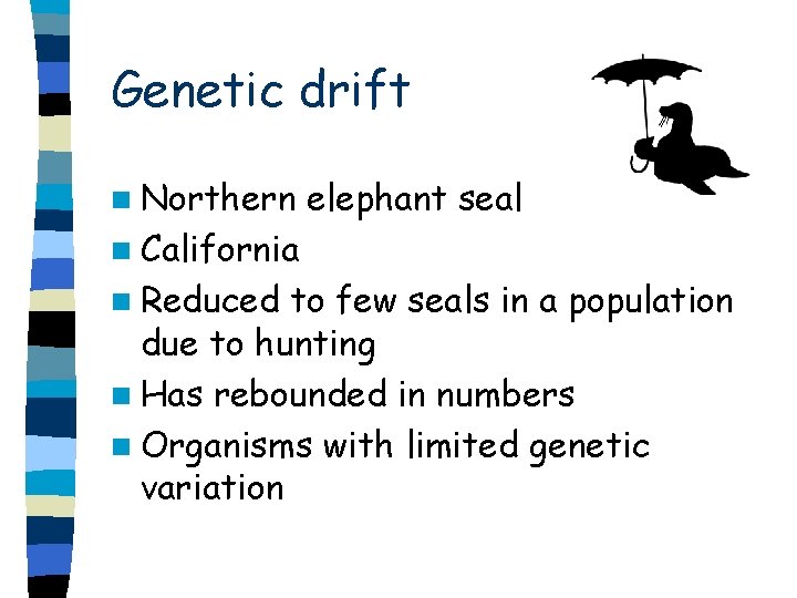 Genetic drift n Northern elephant seal n California n Reduced to few seals in