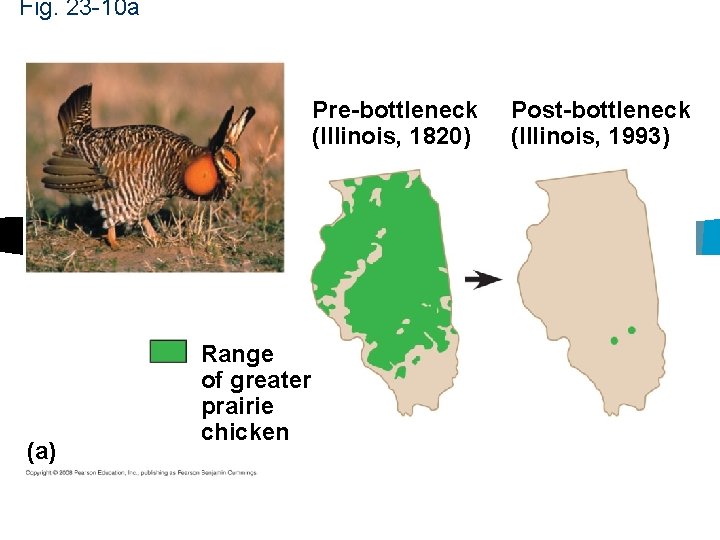 Fig. 23 -10 a Pre-bottleneck (Illinois, 1820) (a) Range of greater prairie chicken Post-bottleneck