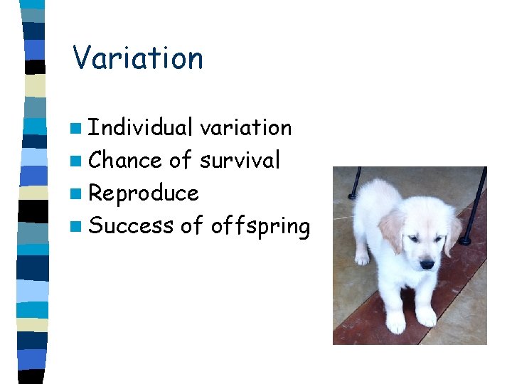 Variation n Individual variation n Chance of survival n Reproduce n Success of offspring