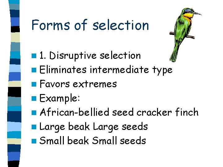 Forms of selection n 1. Disruptive selection n Eliminates intermediate type n Favors extremes