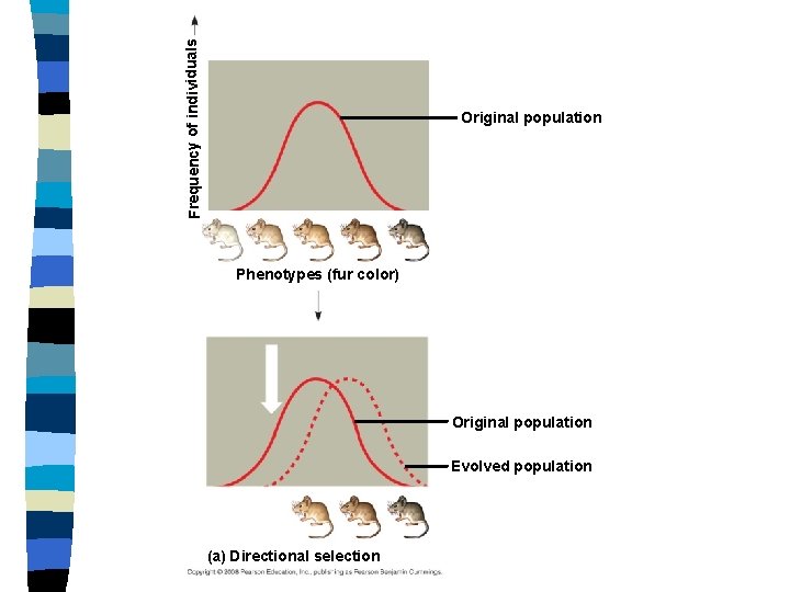 Frequency of individuals Original population Phenotypes (fur color) Original population Evolved population (a) Directional