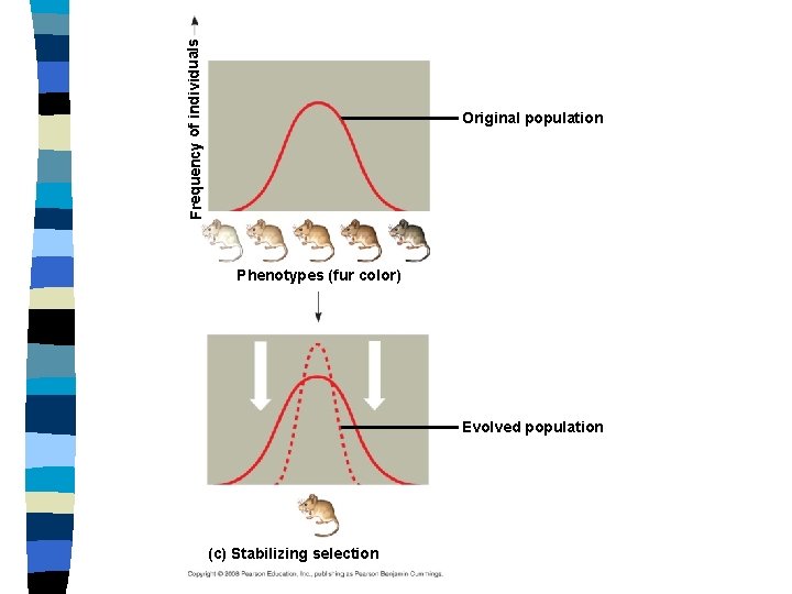 Frequency of individuals Original population Phenotypes (fur color) Evolved population (c) Stabilizing selection 