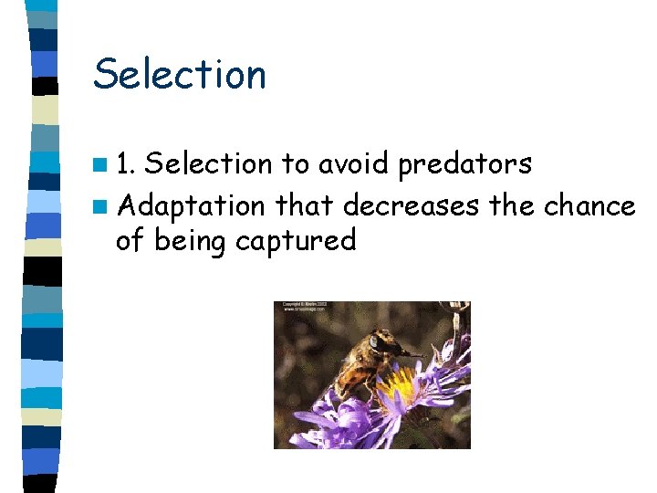 Selection n 1. Selection to avoid predators n Adaptation that decreases the chance of