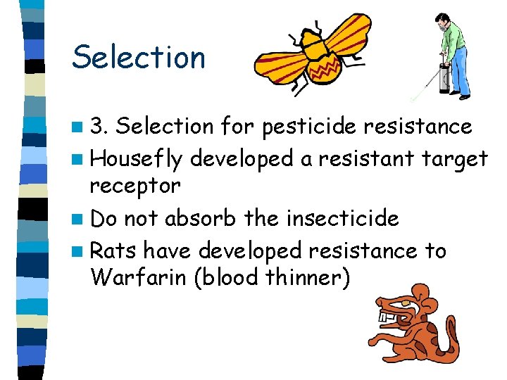 Selection n 3. Selection for pesticide resistance n Housefly developed a resistant target receptor