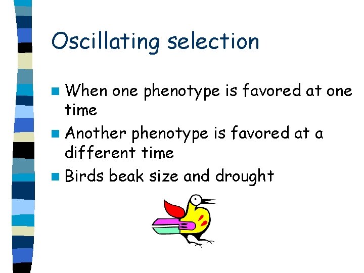 Oscillating selection n When one phenotype is favored at one time n Another phenotype