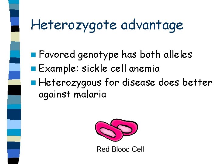 Heterozygote advantage n Favored genotype has both alleles n Example: sickle cell anemia n