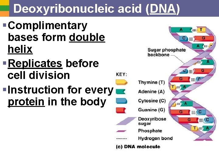 Deoxyribonucleic acid (DNA) § Complimentary bases form double helix § Replicates before cell division