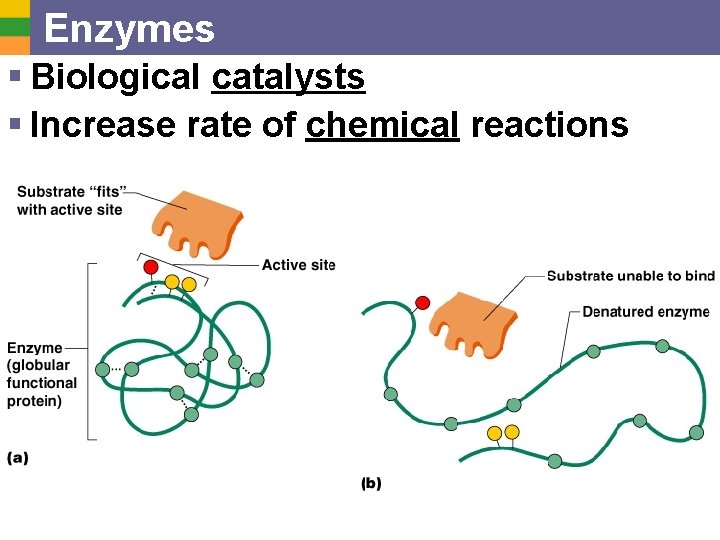 Enzymes § Biological catalysts § Increase rate of chemical reactions 