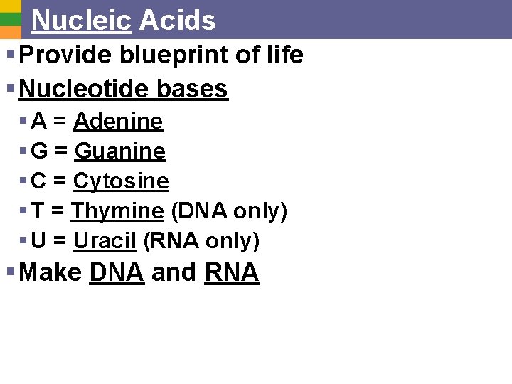 Nucleic Acids § Provide blueprint of life § Nucleotide bases § A = Adenine