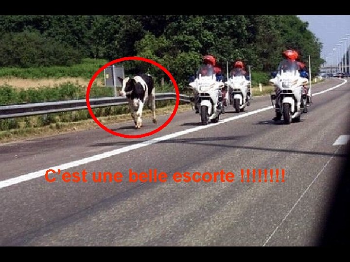 C’est une belle escorte !!!! 