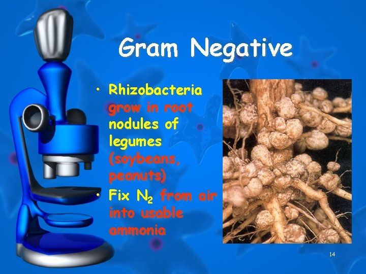 Gram Negative • Rhizobacteria grow in root nodules of legumes (soybeans, peanuts) • Fix
