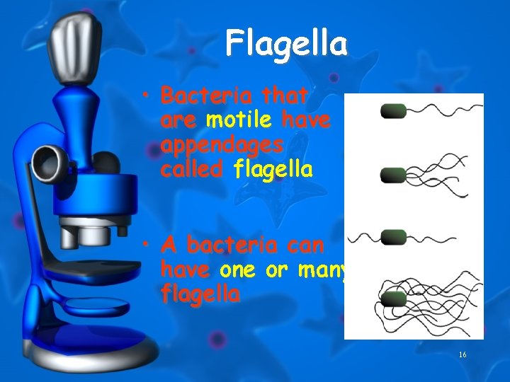 Flagella • Bacteria that are motile have appendages called flagella • A bacteria can