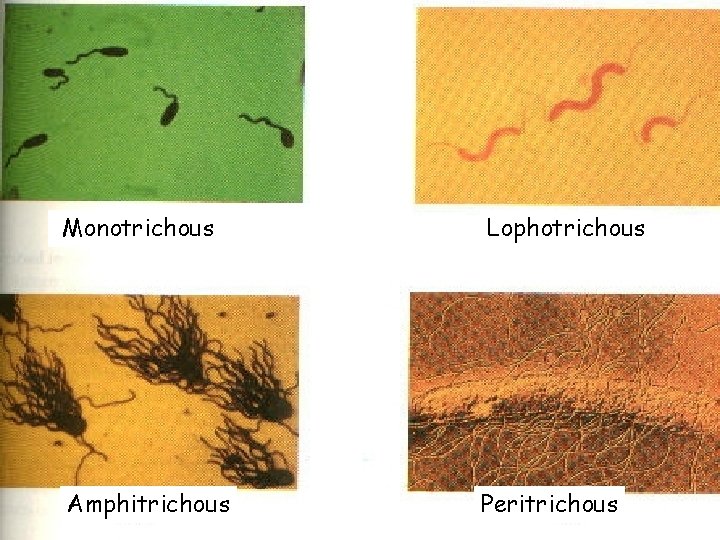Monotrichous Lophotrichous Amphitrichous Peritrichous 17 