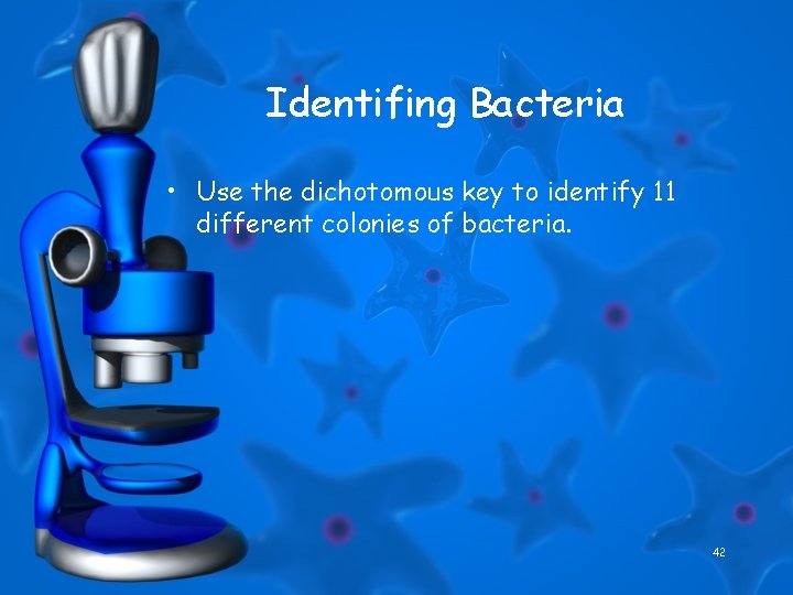 Identifing Bacteria • Use the dichotomous key to identify 11 different colonies of bacteria.