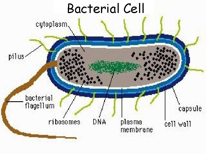 Bacterial Cell 7 