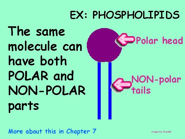 EX: PHOSPHOLIPIDS The same molecule can have both POLAR and NON-POLAR parts More about