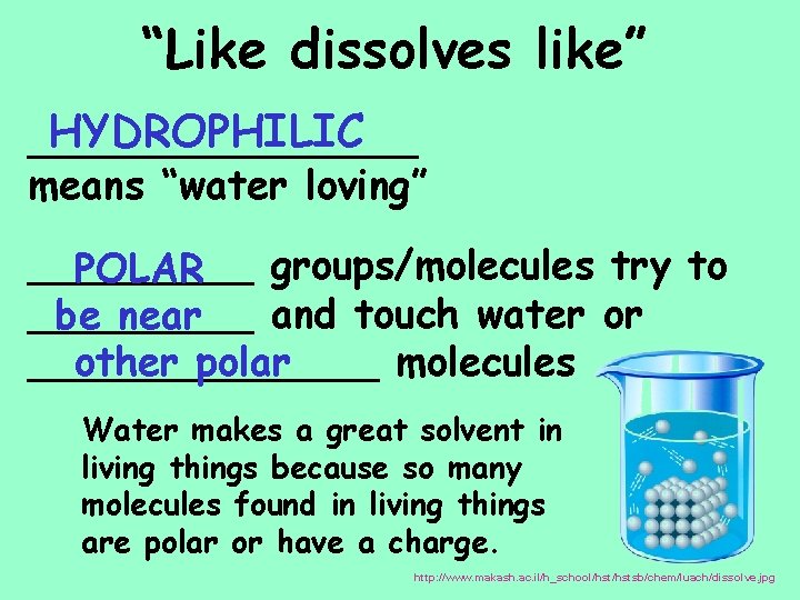 “Like dissolves like” HYDROPHILIC __________ means “water loving” _____ groups/molecules try to POLAR _____