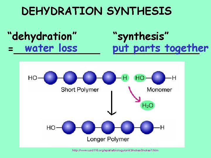 DEHYDRATION SYNTHESIS “dehydration” water loss =_______ “synthesis” put parts together _______ http: //io. uwinnipeg.