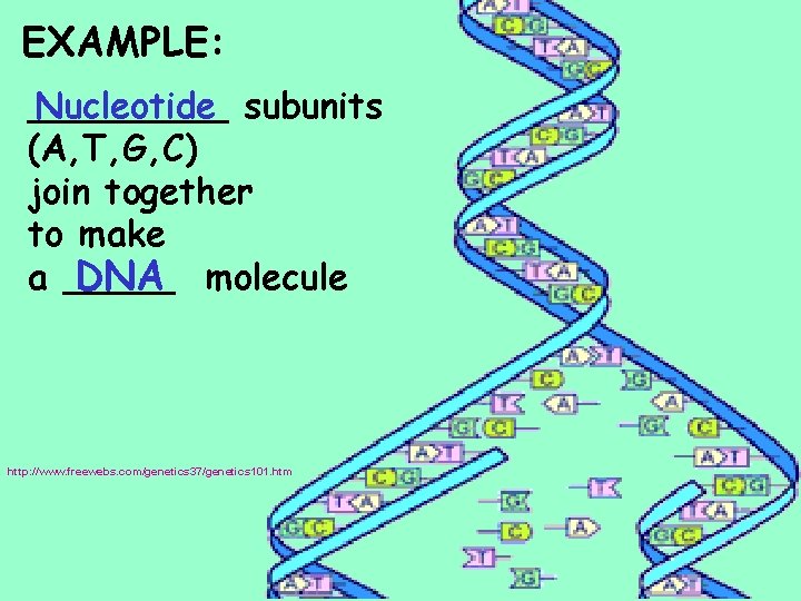 EXAMPLE: _____ Nucleotide subunits (A, T, G, C) join together to make a _____