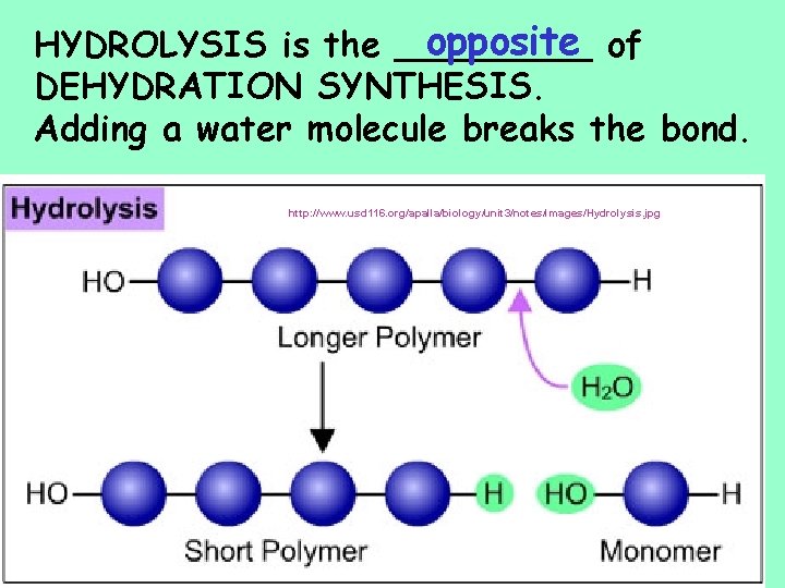 opposite of HYDROLYSIS is the _____ DEHYDRATION SYNTHESIS. Adding a water molecule breaks the