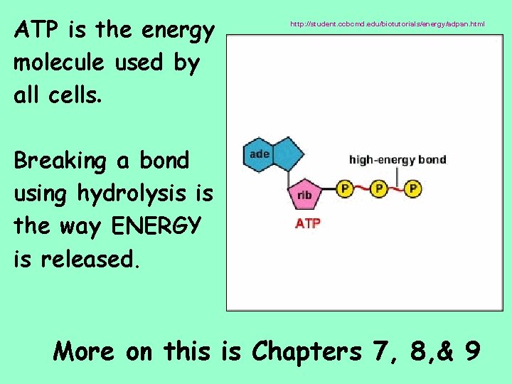 ATP is the energy molecule used by all cells. http: //student. ccbcmd. edu/biotutorials/energy/adpan. html