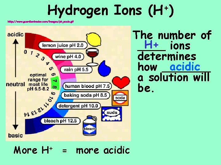 Hydrogen Ions + (H ) http: //www. guardiantrader. com/images/ph_scale. gif The number of H+