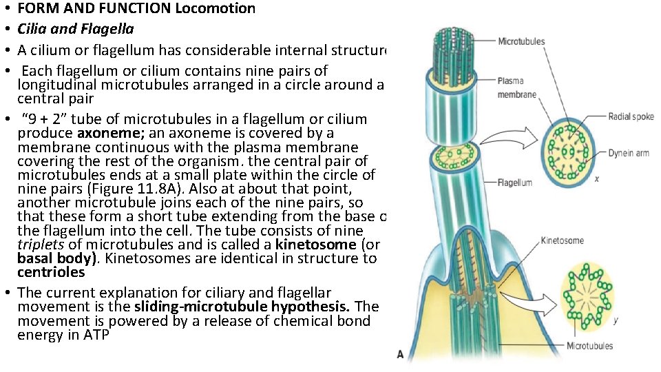 FORM AND FUNCTION Locomotion Cilia and Flagella A cilium or flagellum has considerable internal FORM AND FUNCTION Locomotion Cilia and Flagella A cilium or flagellum has considerable internal