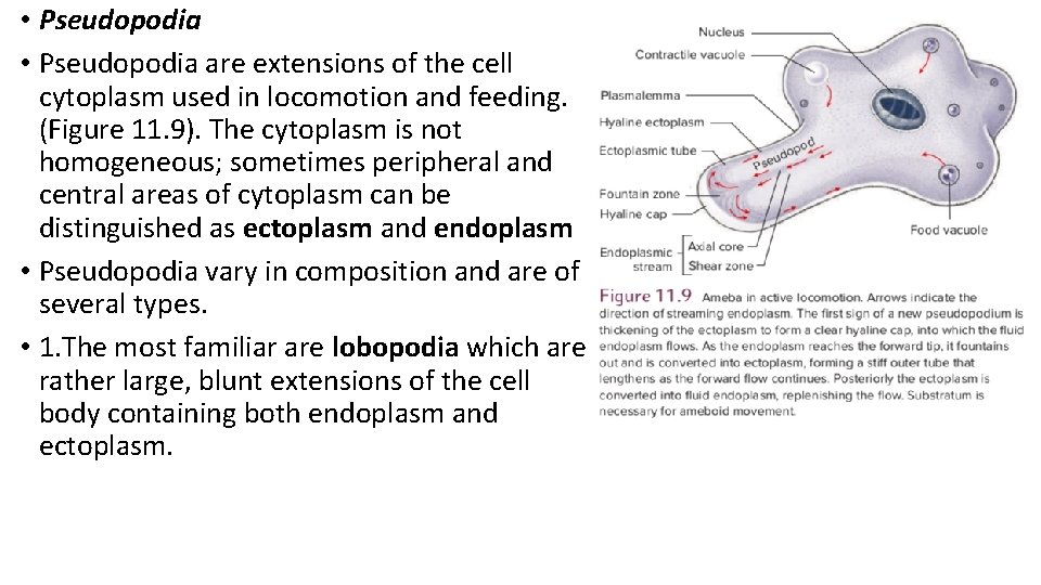 • Pseudopodia are extensions of the cell cytoplasm used in locomotion and feeding. • Pseudopodia are extensions of the cell cytoplasm used in locomotion and feeding.
