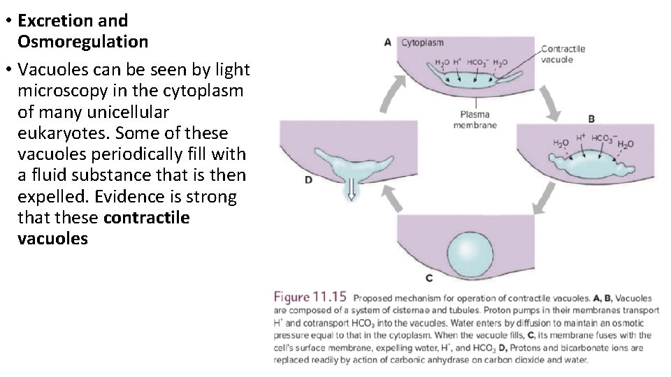 • Excretion and Osmoregulation • Vacuoles can be seen by light microscopy in • Excretion and Osmoregulation • Vacuoles can be seen by light microscopy in