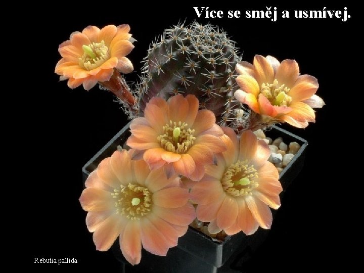 Více se směj a usmívej. Rebutia pallida 