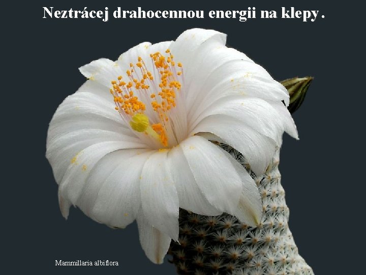 Neztrácej drahocennou energii na klepy. Mammillaria albiflora 