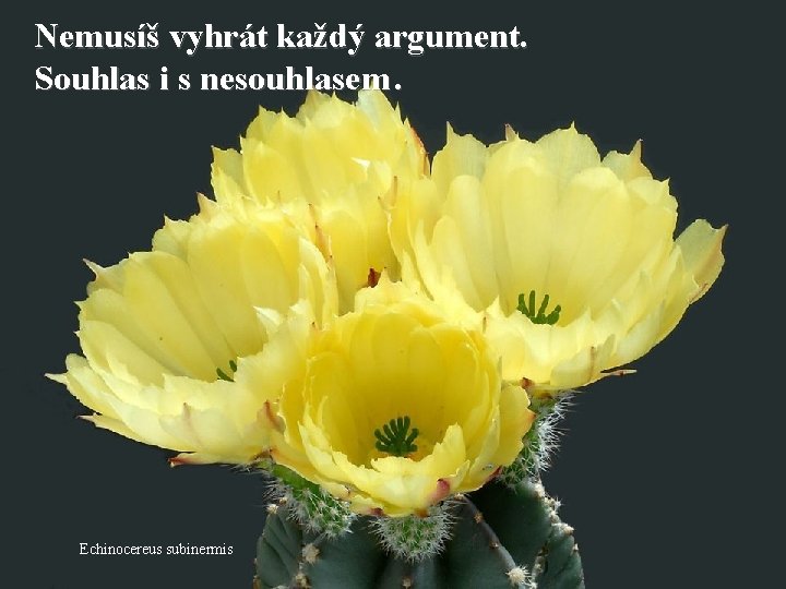 Nemusíš vyhrát každý argument. Souhlas i s nesouhlasem. Echinocereus subinermis 