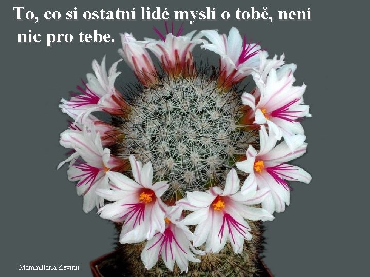 To, co si ostatní lidé myslí o tobě, není nic pro tebe. Mammillaria slevinii