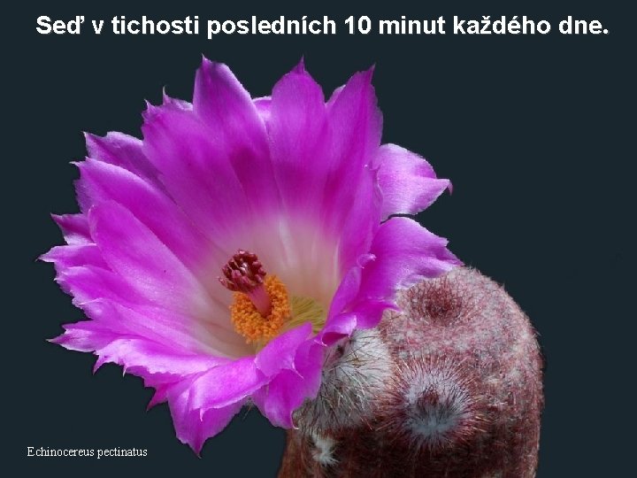 Seď v tichosti posledních 10 minut každého dne. Echinocereus pectinatus 
