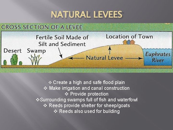 NATURAL LEVEES v Create a high and safe flood plain v Make irrigation and