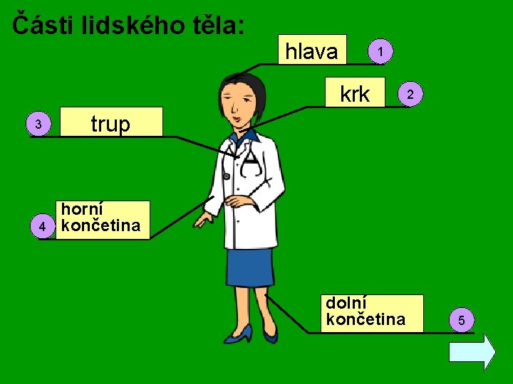 Části lidského těla: hlava 1 krk 3 4 2 trup horní končetina dolní končetina