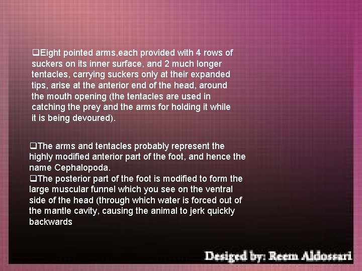 q. Eight pointed arms, each provided with 4 rows of suckers on its inner