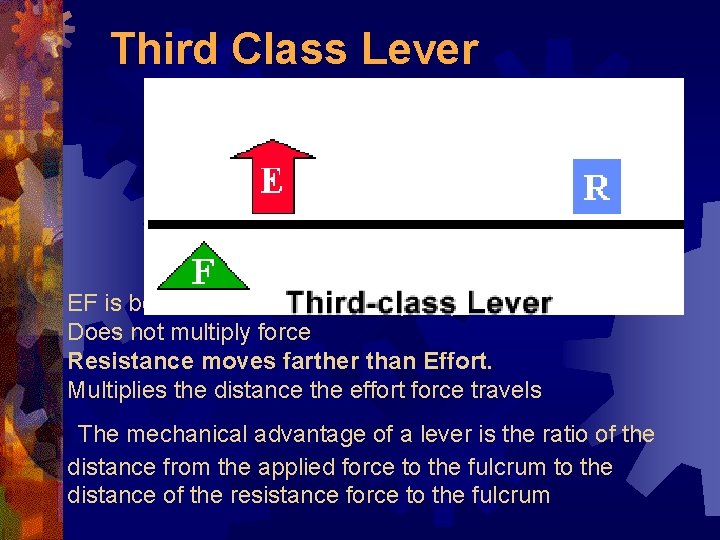 Third Class Lever EF is between fulcrum and RF (load) Does not multiply force