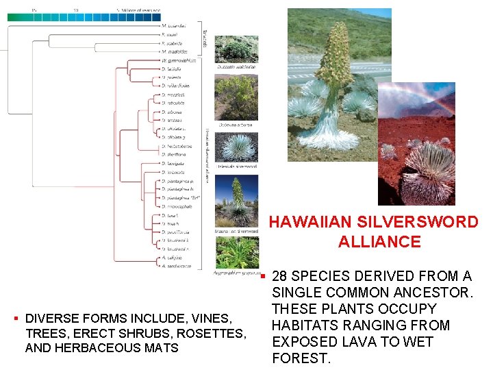 HAWAIIAN SILVERSWORD ALLIANCE § 28 SPECIES DERIVED FROM A SINGLE COMMON ANCESTOR. THESE PLANTS