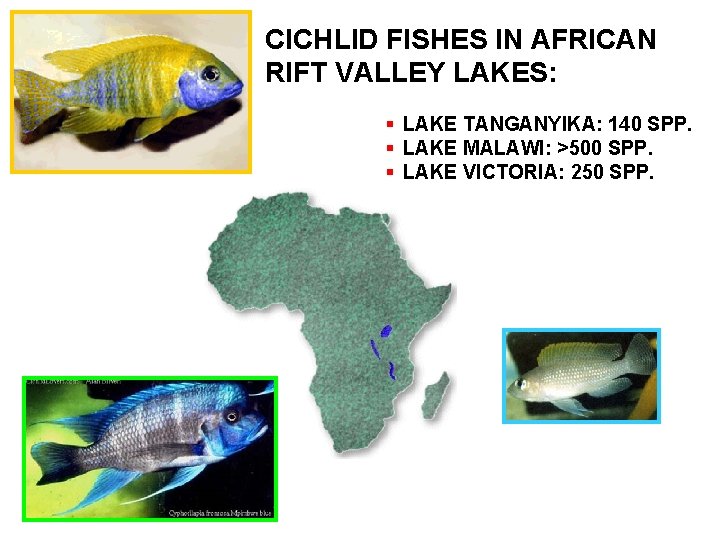 CICHLID FISHES IN AFRICAN RIFT VALLEY LAKES: § LAKE TANGANYIKA: 140 SPP. § LAKE